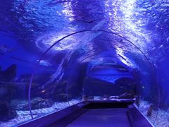 -海合安武汉极地海洋公园