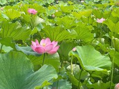 -沐仙湖湿地公园
