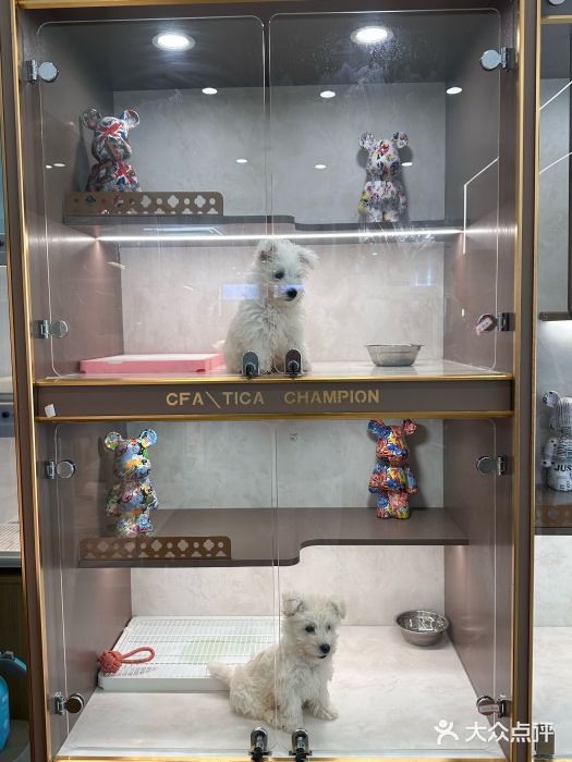 翊宠yipet猫狗购宠庄园图片