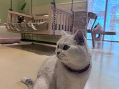 -藏猫猫咖啡主题馆(中央大道店)