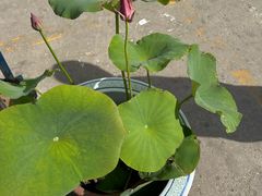 -中环花鸟鱼虫市场