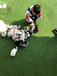 -萌宠亲子动物乐园(槐房万达店)