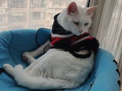 -猫咖时代(中山亭店)