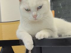 -琪喵猫屋·撸猫猫咖·猫舍