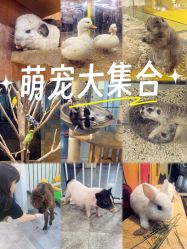 点击看大图 -神奇动物撸宠馆·羊驼·小浣熊·异宠(豫园店)