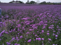 -紫颐香薰山谷景区