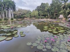 -中国科学院西双版纳热带植物园