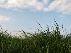 -光明小镇欢乐田园