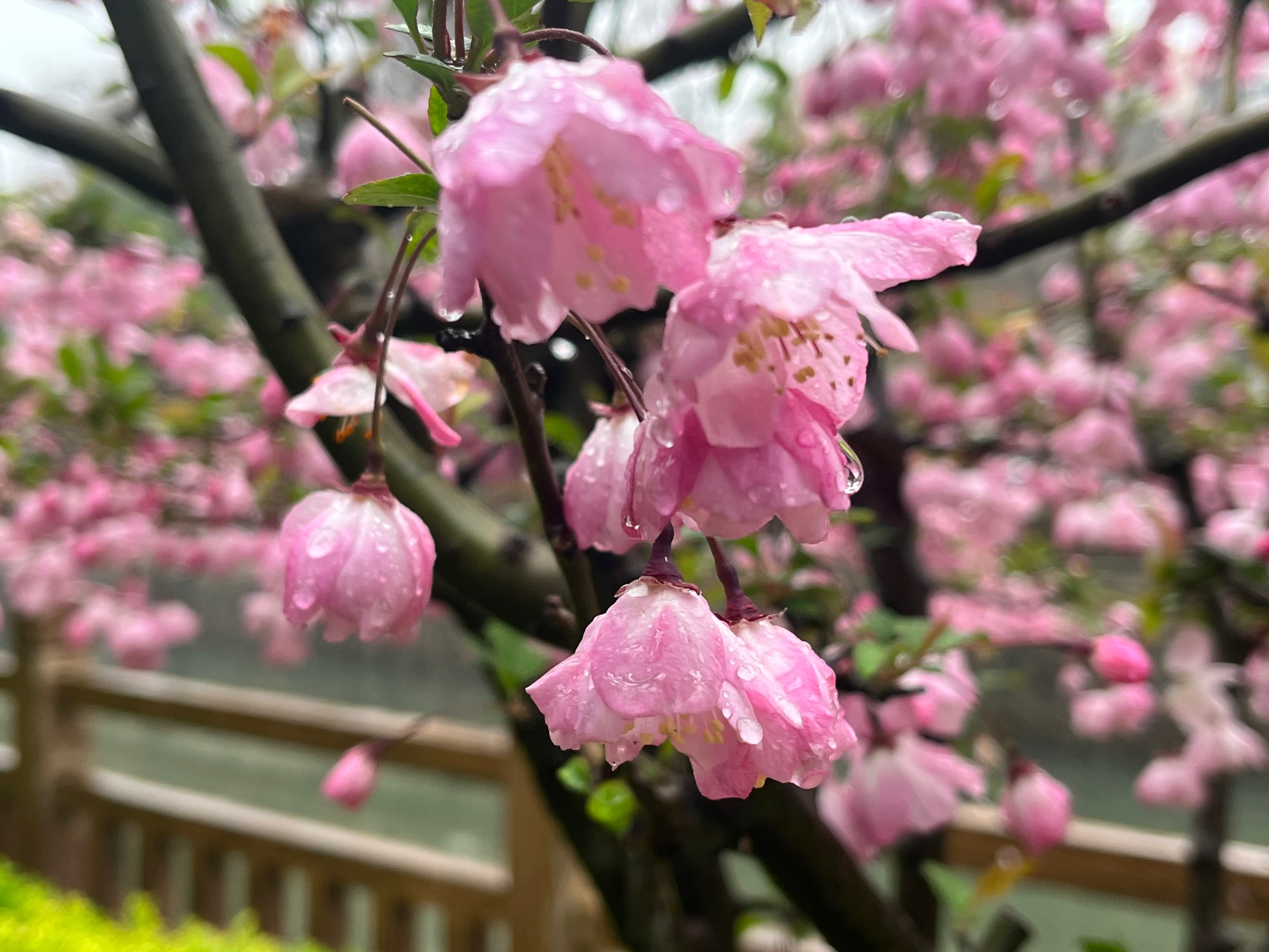 雨中的垂丝海棠 落满湖的李花 埃摆浪漫