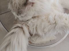 -平行世界·猫咖(首经贸店)
