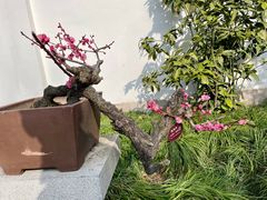 -上海醉白池公园