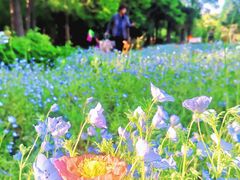-上海滨江森林公园