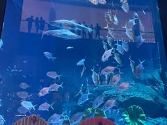 -迪拜水族馆及水下动物园