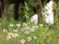-野鸭湖国家湿地公园