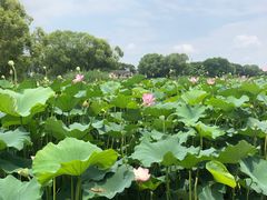 -洪湖生态旅游区