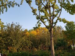 -大兴滨河森林公园