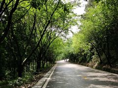 -铁山坪森林公园