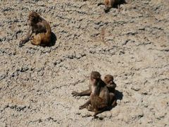 -石家庄市动物园