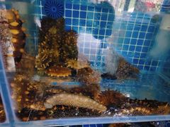 -77号渔船·蒸海鲜青岛菜(积米崖店)