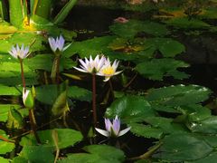 -国家植物园南园