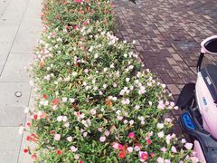 -紫荆广场·花漫里