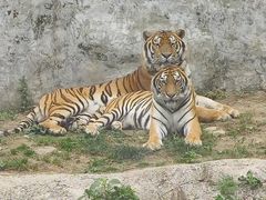 -栾川竹海野生动物园