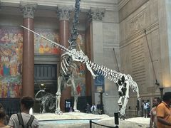 -美国自然历史博物馆