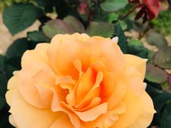 -人民公园(罗湖区)