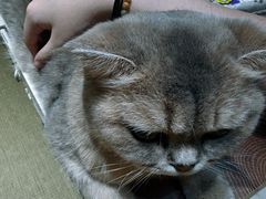-逗柴咖啡屋·狗咖猫咖宠物桌游