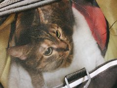 -艾贝尔宠物诊疗