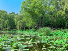 景点-朝阳公园