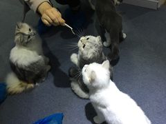 -喵的天空名猫咖啡馆·撸猫·猫舍·用品