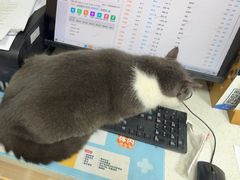 -瑞鹏宠物医院·普外科·影像科·皮肤科(城市山谷分院)