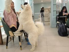 -安格丽娜·狗咖·猫咖羊驼咖(春熙路百盛商场店)