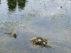 -井之头恩赐公园