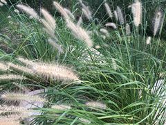 -武清南湖绿博园