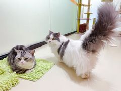 -三花喵·撸猫购宠·宠物生活馆(虹桥南丰城店)