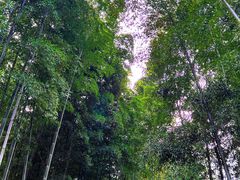 -树山生态村