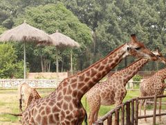 -北京野生动物园