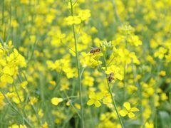 -光明小镇欢乐田园