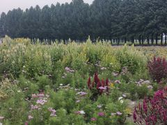 -嘉北郊野公园