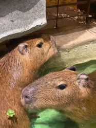 -Zoolung Zoolung动物主题公园(海信广场店)