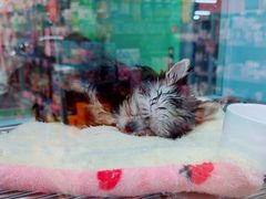 -FAELING PETS美天灵宠物(合生汇店)