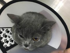 -瑞派动物医院·猫专科·至诚(江南中分院)