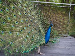 -福建鲤鱼洲酒店