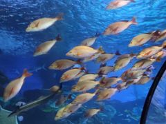 -太平洋海底世界