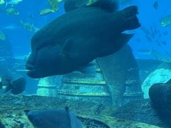 -亚特兰蒂斯•OSSIANO奥西亚诺海底餐厅