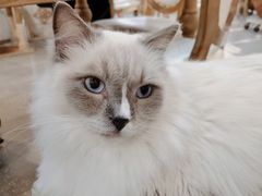 -共舞时光猫咖·狗咖(新街口店)