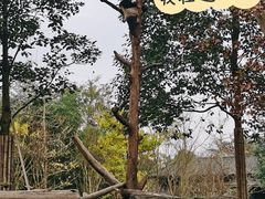 -都江堰中华大熊猫苑
