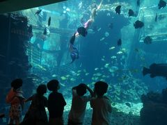 -海棠湾洲际-涛·海底餐厅·美人鱼·自助餐·海底隧道